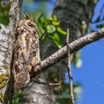 Waldohreule (Asio otus)