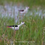 Stelzenläufer (Himantopus himantopus)