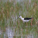 Stelzenläufer (Himantopus himantopus)