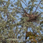 Waldohreule (Asio otus) in einem Krähennest