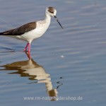 Stelzenläufer (Himantopus himantopus)