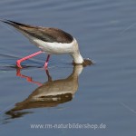 Stelzenläufer (Himantopus himantopus)