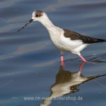 Stelzenläufer (Himantopus himantopus)