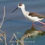 Stelzenläufer (Himantopus himantopus)