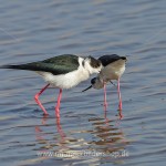 Stelzenläufer (Himantopus himantopus) beim Paarungsritual