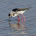 Stelzenläufer (Himantopus himantopus) beim Paarungsritual