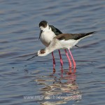 Stelzenläufer (Himantopus himantopus) beim Paarungsritual