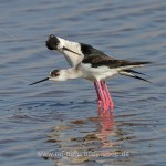 Stelzenläufer (Himantopus himantopus) beim Paarungsritual