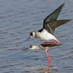 Stelzenläufer (Himantopus himantopus) bei der Paarung