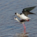 Stelzenläufer (Himantopus himantopus) bei der Paarung