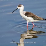 Stelzenläufer (Himantopus himantopus)
