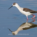 Stelzenläufer (Himantopus himantopus)