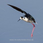 Stelzenläufer (Himantopus himantopus)