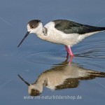 Stelzenläufer (Himantopus himantopus)
