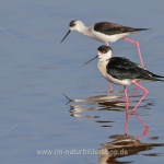 Stelzenläufer (Himantopus himantopus)