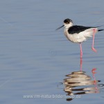 Stelzenläufer (Himantopus himantopus)