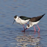 Stelzenläufer (Himantopus himantopus) beim Paarungsritual