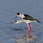Stelzenläufer (Himantopus himantopus) beim Paarungsritual