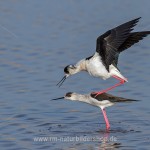 Stelzenläufer (Himantopus himantopus) bei der Paarung