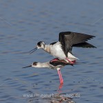 Stelzenläufer (Himantopus himantopus) bei der Paarung