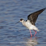 Stelzenläufer (Himantopus himantopus)