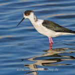 Stelzenläufer (Himantopus himantopus)