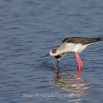 Stelzenläufer (Himantopus himantopus) beim Paarungsritual