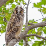 Waldohreule (Asio otus)