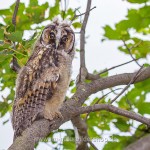 Waldohreule (Asio otus)