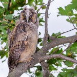 Waldohreule (Asio otus)