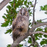 Waldohreule (Asio otus)