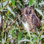 Waldohreule (Asio otus)