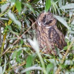 Waldohreule (Asio otus)