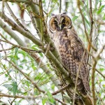 Waldohreule (Asio otus)