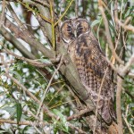 Waldohreule (Asio otus)