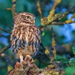 Steinkauz (Athene noctua)