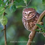 Steinkauz (Athene noctua)