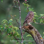 Steinkauz (Athene noctua)