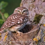 Steinkauz (Athene noctua)