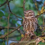 Steinkauz (Athene noctua)