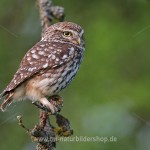 Steinkauz (Athene noctua)