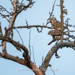 Steinkauz (Athene noctua)