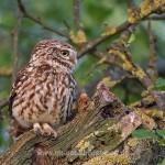 Steinkauz (Athene noctua)