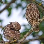 Steinkäuze (Athene noctua)