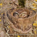 Steinkauz (Athene noctua) schaut aus seiner Höhle
