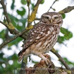 Steinkauz (Athene noctua)
