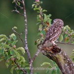 Steinkauz (Athene noctua)