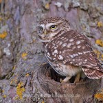 Steinkauz (Athene noctua) an seiner Höhle