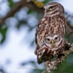 Steinkäuze (Athene noctua) bei der Paarung