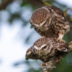 Steinkäuze (Athene noctua) bei der Paarung